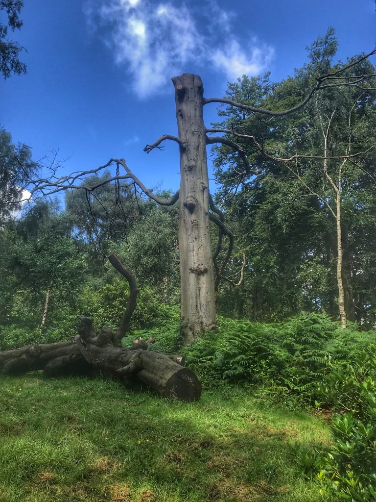 An old tree trunk in Trentham Monkey Forest