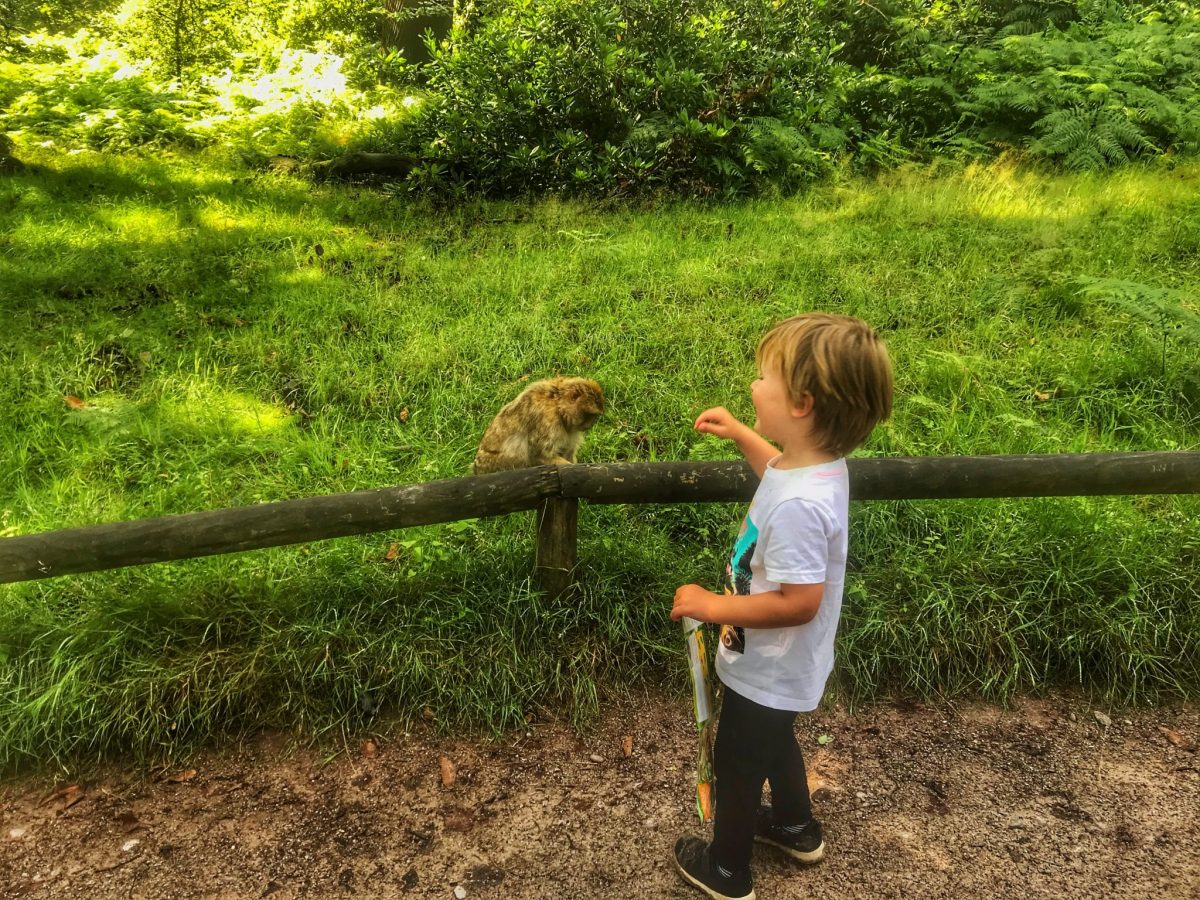 Dex smiling at a monkey behind a barrier at Trentham Monkey Forest