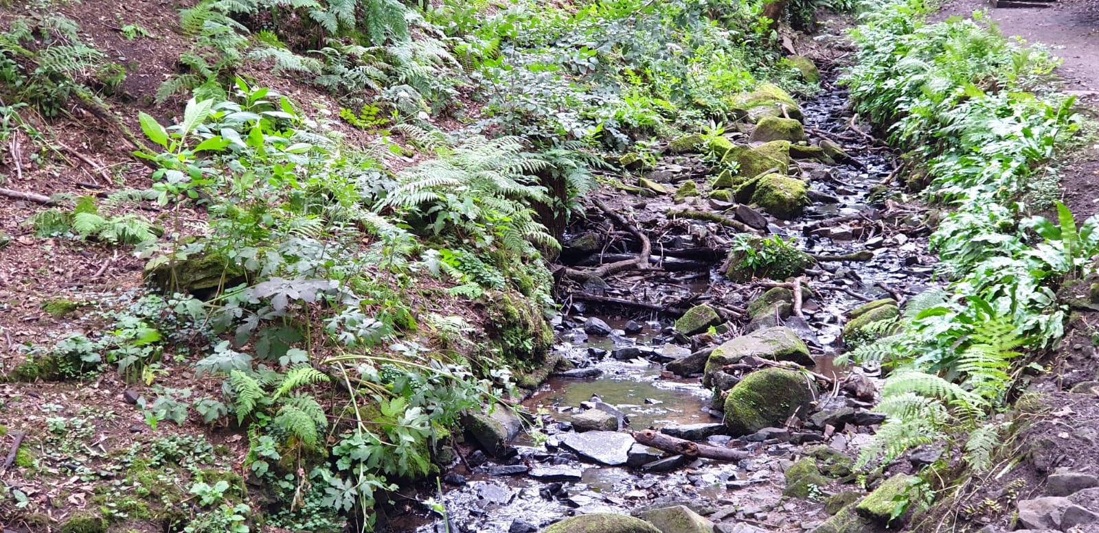 A stream running alongside a path in Fairy Glen, Parbold