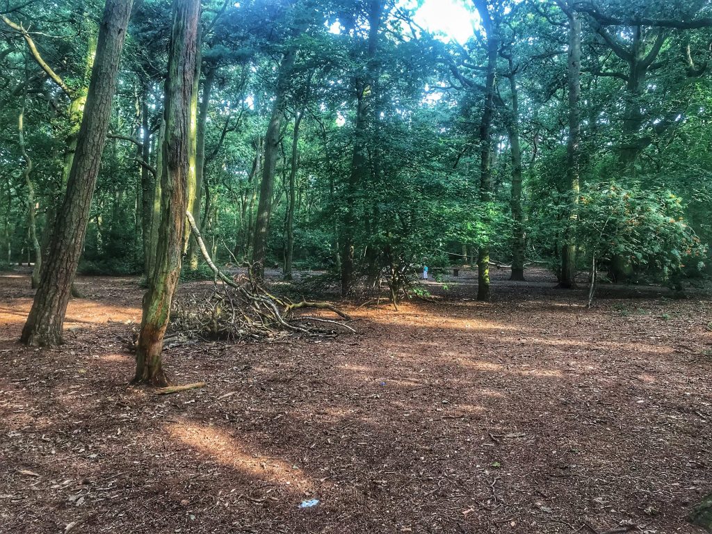 Trees and brown forest floor in Ruff Wood Ormskirk
