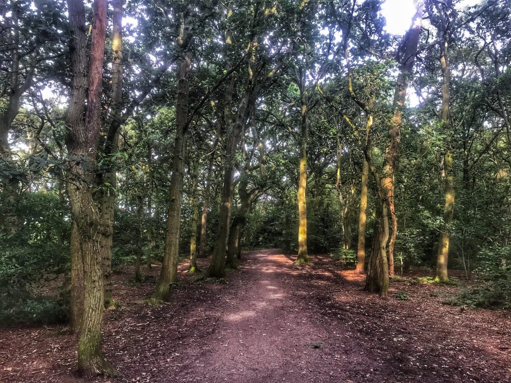 Sun shining through the trees onto the path through Ruff Wood Ormskirk